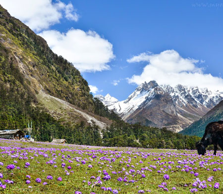 The breathtaking valley of Yumthang